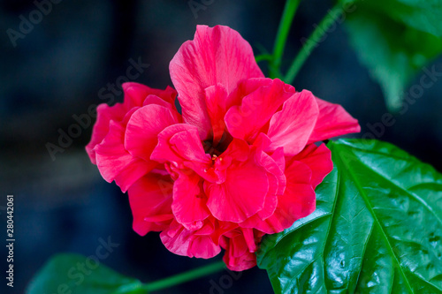 Red Hibiscus flower from the tree branch, Chinese rose tree