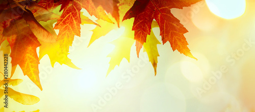Autumn yellow leaves  abstract nature autumn Background