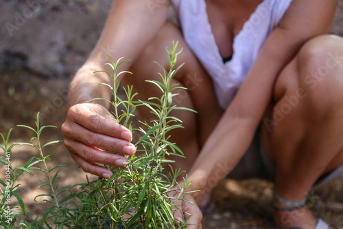 A young woman takes care of a rosemary plant with her hands in her vegetable garden