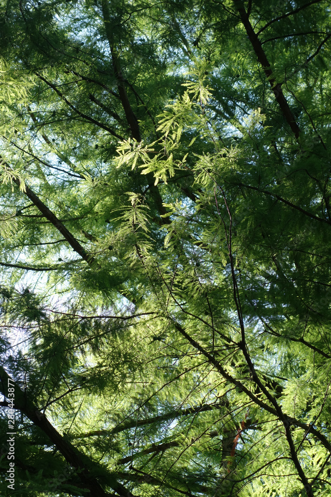Fototapeta premium HEIMISCHE SUMPFZYPRESSE . SWAMP CYPRESS . Taxodium distichum