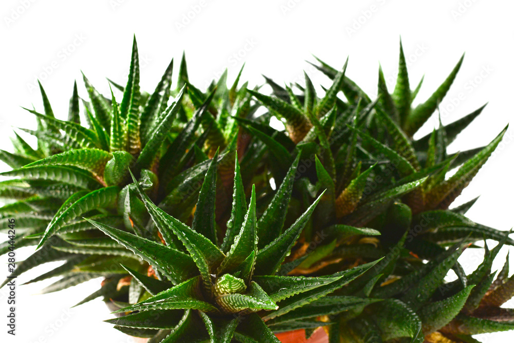 Obraz premium Home plant in a pot isolated on white.