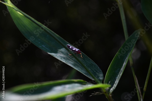  insect on leaf in nature