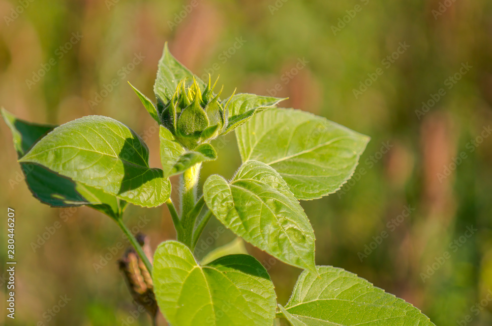 New yellow sunflower on the season meadow New yellow sunflower on the season meadow