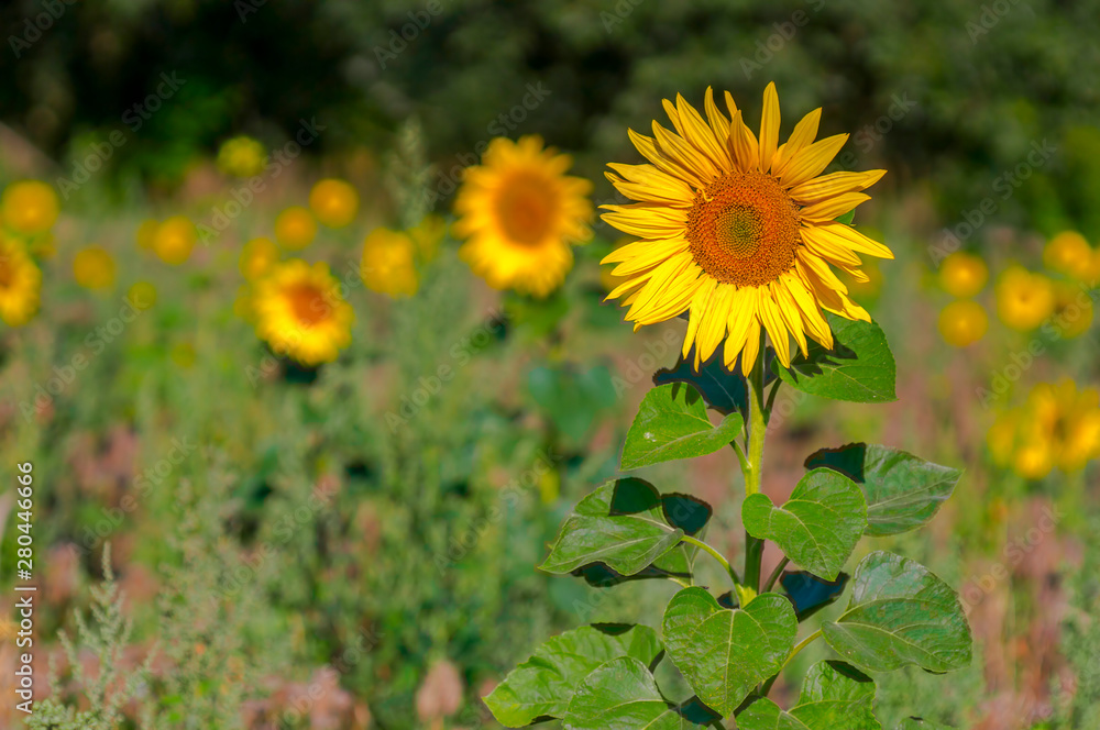 New yellow sunflower on the season meadow New yellow sunflower on the season meadow