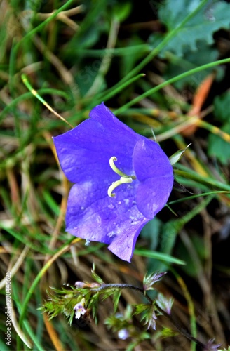 an isolated Campanula scheuchzeri flower
 photo