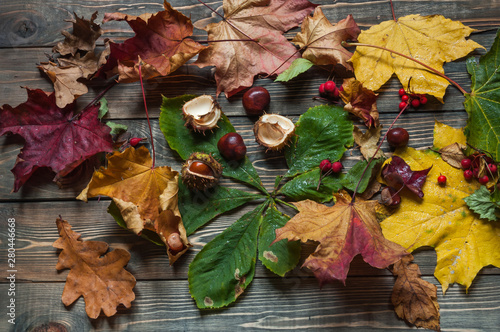 Autumn background of yellow and colored leaves, chestnuts and red berries on a brown wooden floor