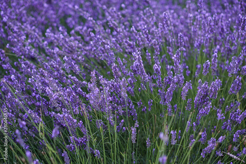 Lavender bush photo background . Nature colors