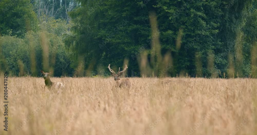 Rack Focus Foreground Grass to Male Bull Elk with Antlers Rack Focus Foreground Grass to Male Bull Elk with Antlers
