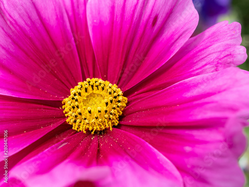 Floral background with selective focus of a pink and purple colored Cosmos flower yellow center with blurred petals sprinkled with pollen .