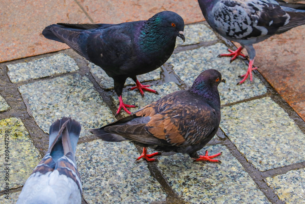 Fototapeta premium Doves walking along street. Street doves. finding meal.