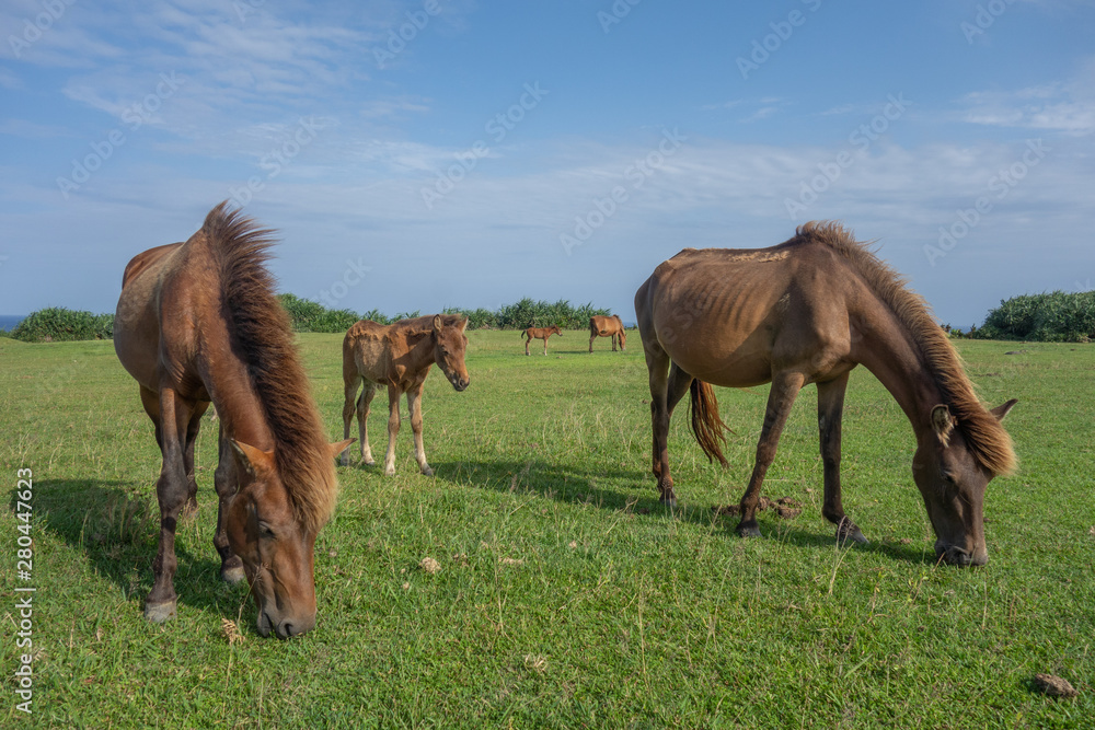 Obraz premium 与那国馬