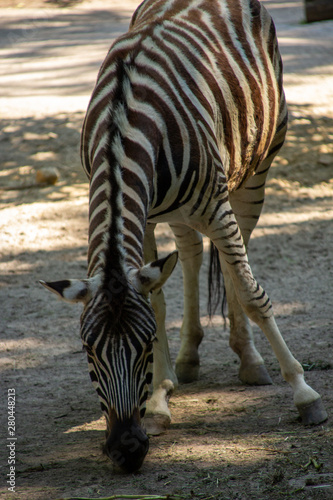 Zebra