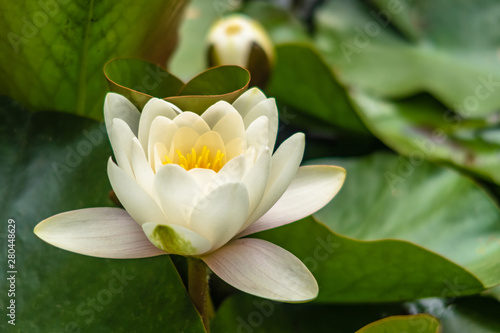 White lily in the lake