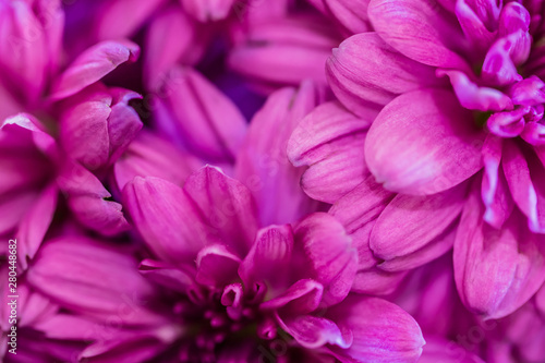 Full Frame of Pink Flowers