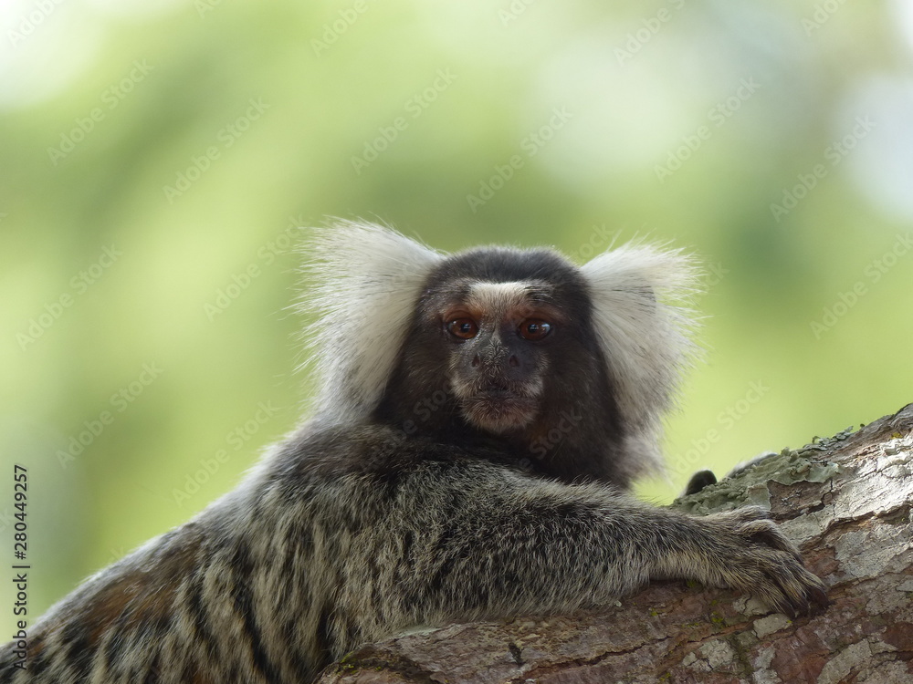 Naklejka premium Sagui monkey