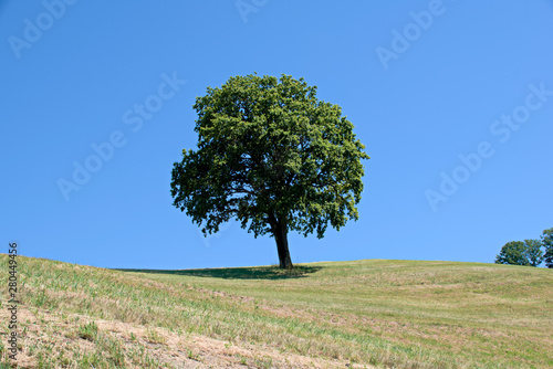 Tree with blue sky as background