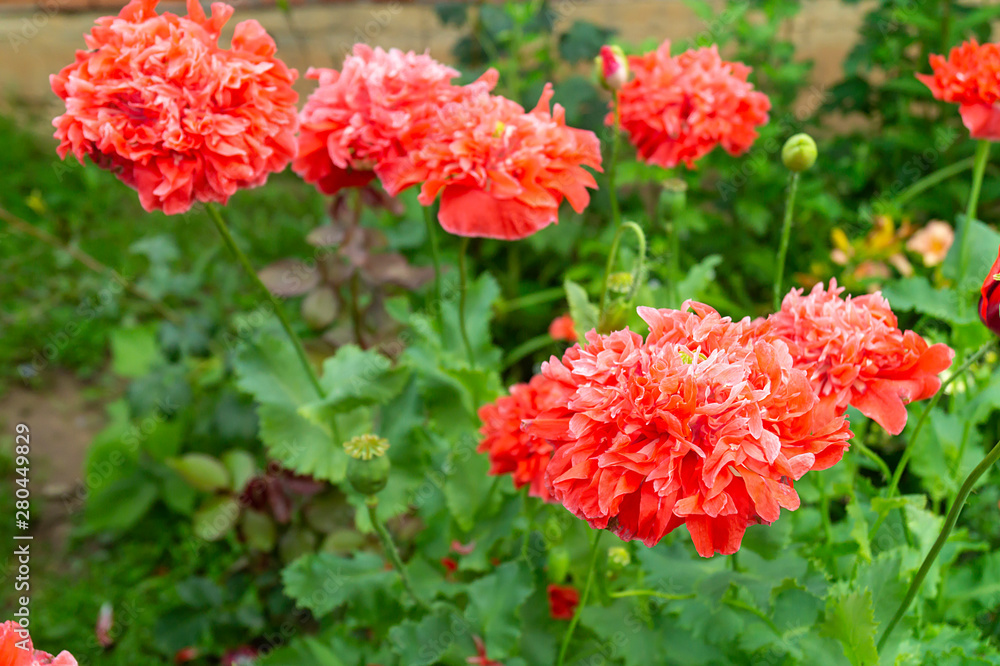 Red flowerses of the poppy on background green sheet Red flowerses of the poppy on background green sheet