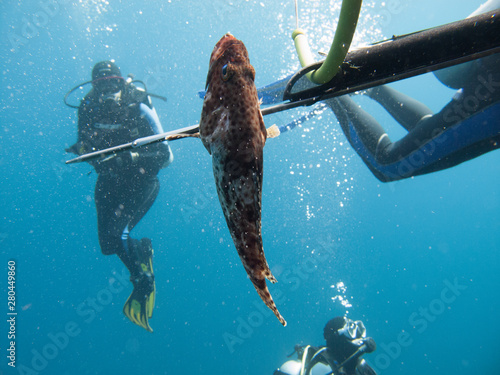 Obraz na plátně A diver fishing with harpoon irregularly a fish (Hemichromis bimaculatus), in th