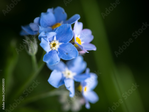 Closeup of the blossoms of a forget me not flower © Stefan