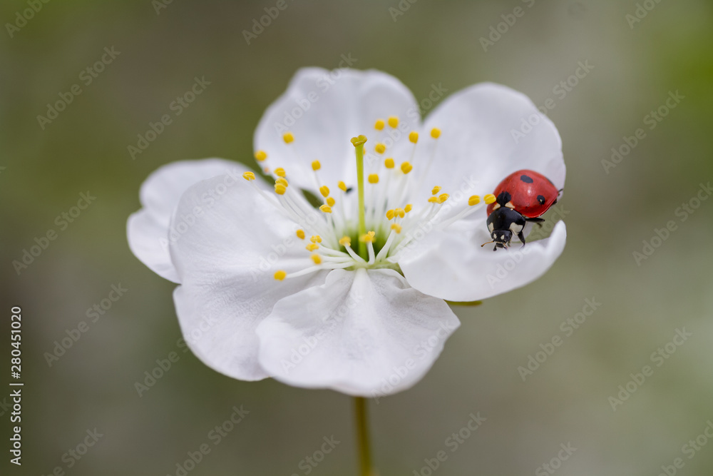 ladybug ladybug