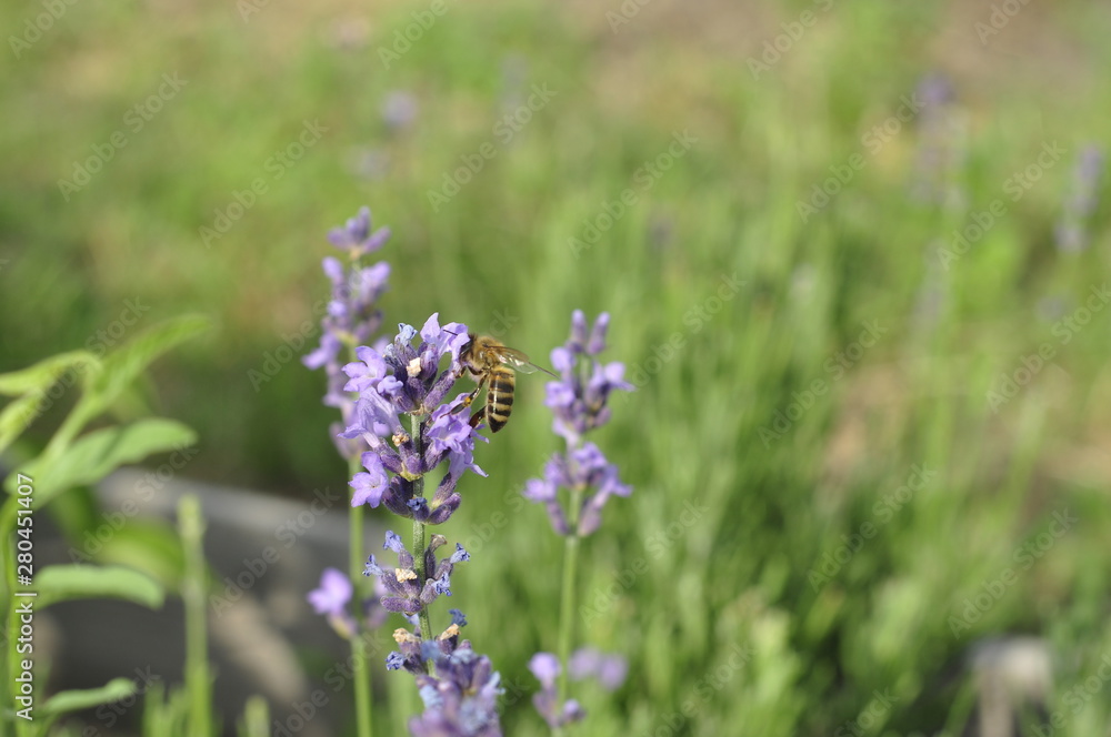 Bee pollinating a lavender flower in a summer flower bed for honey production Bee pollinating a lavender flower in a summer flower bed for honey production