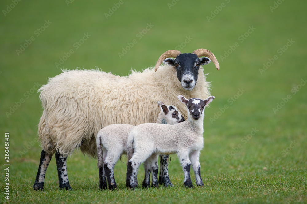 Three sheep on a meadow