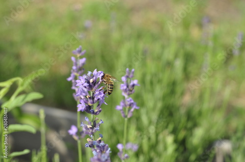 Bee pollinating a lavender flower in a summer flower bed for honey production
