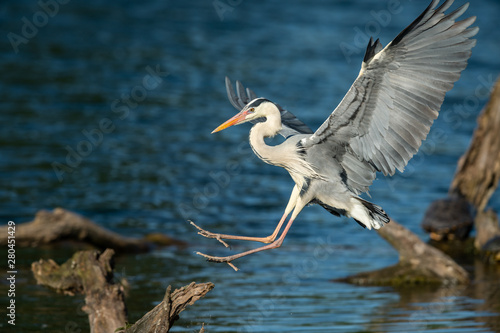A Grey Heron landing on a wood in the water