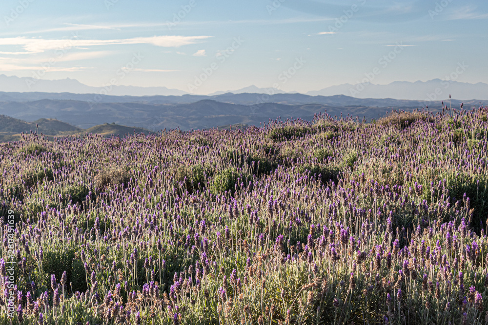 Obraz premium Campo de lavanda