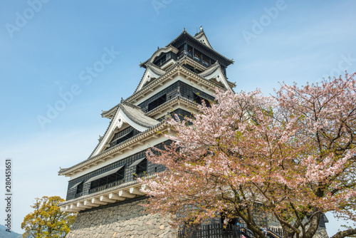 Japan, Kumamoto, view to Kumamoto Castle at cherry blossom photo