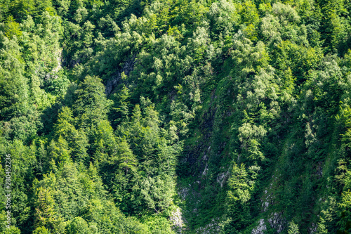 Rocky cliff in dense green forest. Spring colors in the mountain forest. © Dmitrii Potashkin