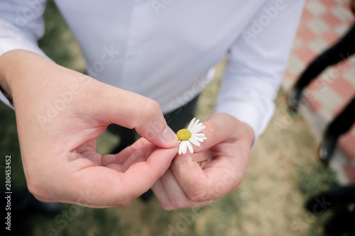 loves me loves me not guessing game by tearing off a daisy petal. a daisy held in Caucasian mans hands