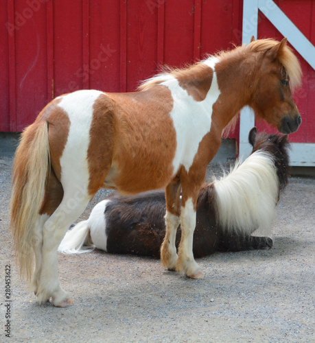 Fotografía Miniature horses are the size of a very small pony, many retain horse characteristics and are considered horses by their respective registries