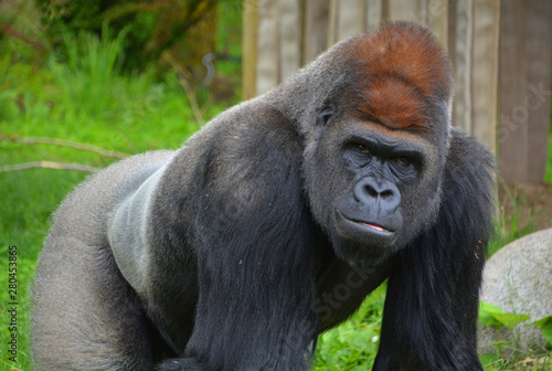 Gorillas are ground-dwelling, predominantly herbivorous apes that inhabit the forests of central Africa. The DNA of gorillas is highly similar to that of humans, from 95-99% photo