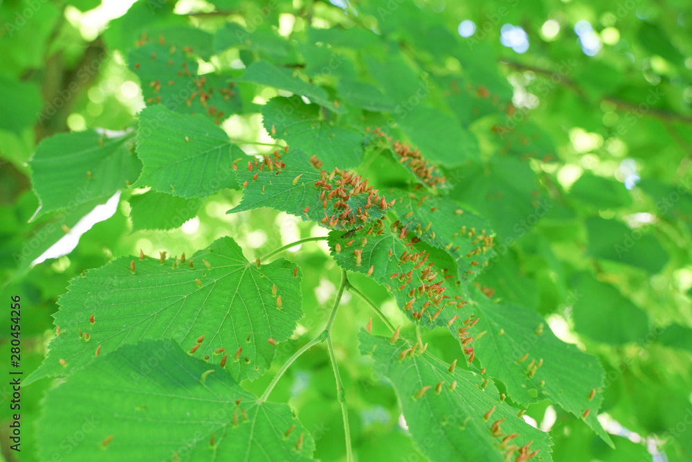 tree leaves affected by aphids. Insect pests and tree deseases. Organic food and agriculture.