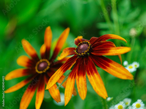  orange-brown flowers rudbeckia close-up on a background of grass and white flowers
