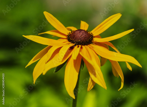  yellow rudbeckia flower close-up on a blurred green background