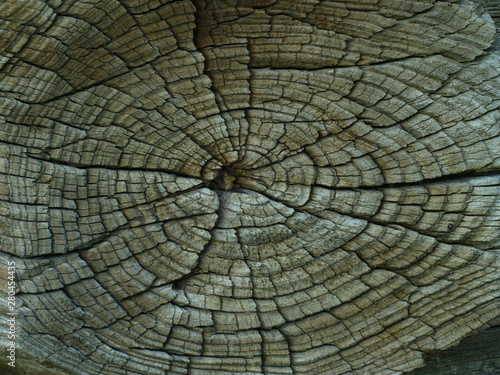  closeup of old cracked tree