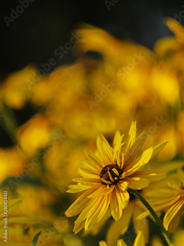  yellow rudbeckia flower in the rays of the setting sun on a background of a flower bed with yellow flowers