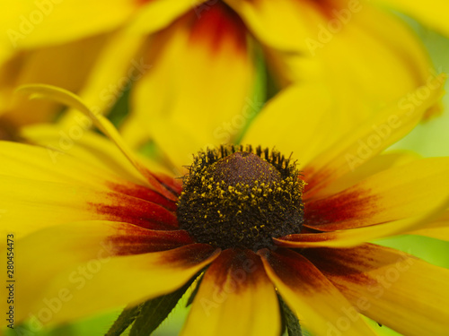  yellow rudbeckia flower close-up