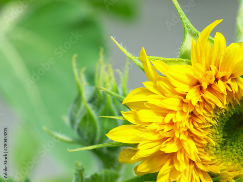  blooming flower sunflower on a blurred background located on the right side of the image