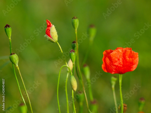 red flowers poppies on a field horizontal arrangement