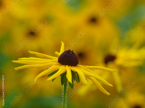  yellow rudbeckia flower on a yellow-green background horizontal layout