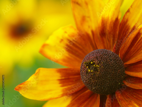  yellow flower rudbeckia close up on a yellow green background