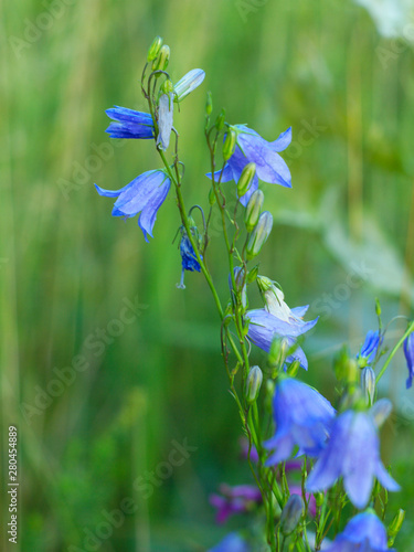  blue wild flowers campanula on a background of green meadow