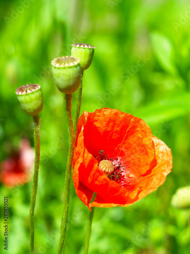  red poppy flower with seed boxes on green blurred background