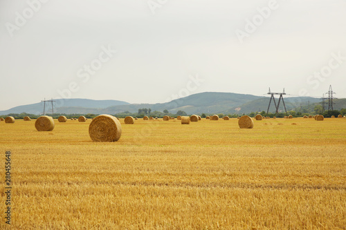 Dry grass hay, twisted in dense stacks at the time of preparing cattle feed, close-up on an agricultural field against a blue sky. Collection of cereals. Stocks on the farm. Animal litter