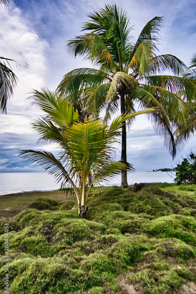 Naklejka premium View at palm tree on the caribbean island.