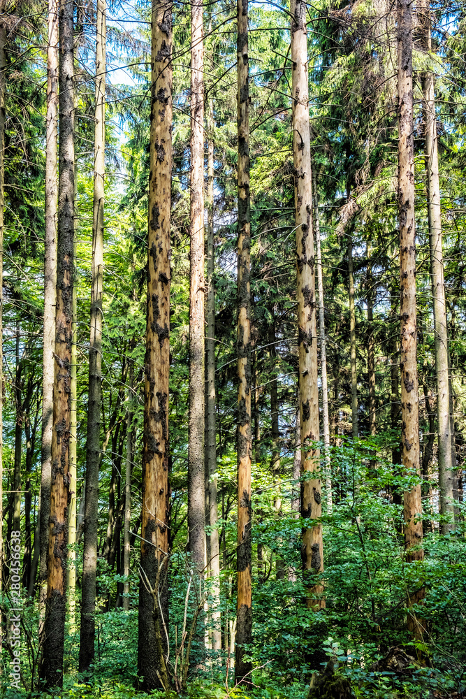 High coniferous trees, Sulov rocks, Slovakia High coniferous trees, Sulov rocks, Slovakia
