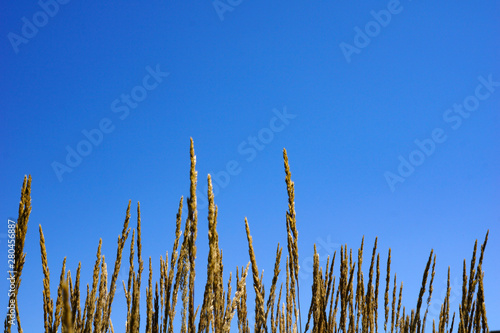 Horizontal image of the spiky flower heads of feather reed grass (Calamagrostis x acutiflora 'Karl Foerster') against a cloudless blue sky, with copy space photo